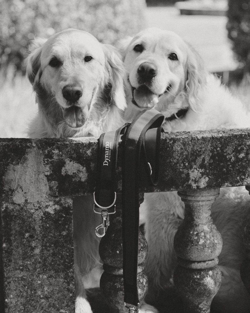 DYNAMO DOGS COLLECTION